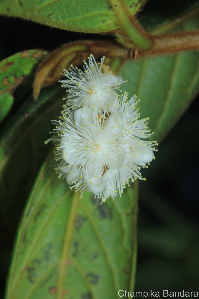Symplocos macrophylla Wall. ex DC.